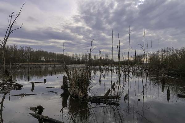 verdronken bos schalkwijk